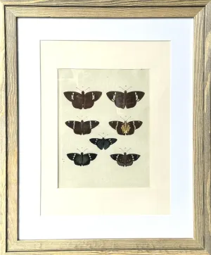 HABITS Moth & Butterfly Prints