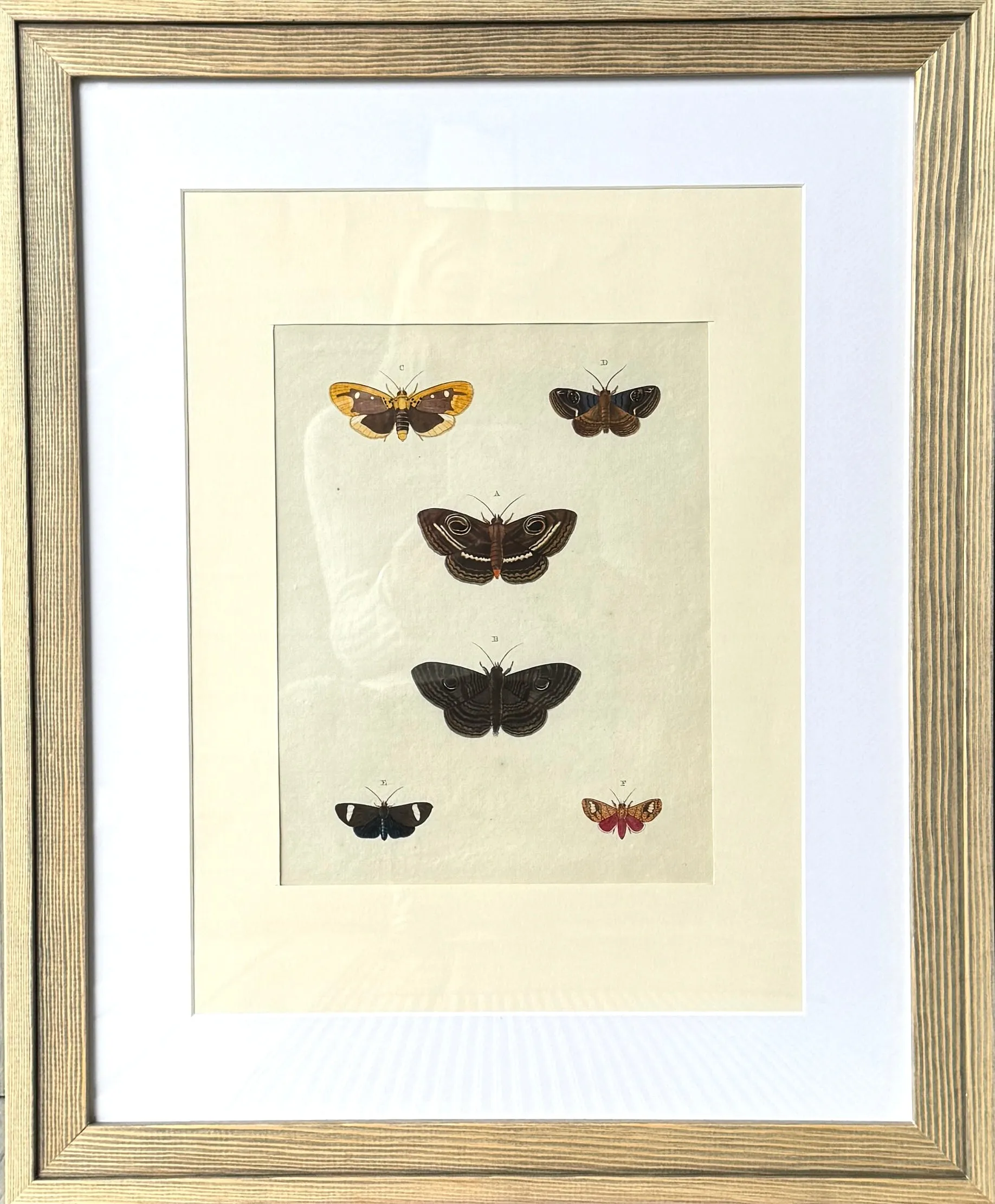 HABITS Moth & Butterfly Prints