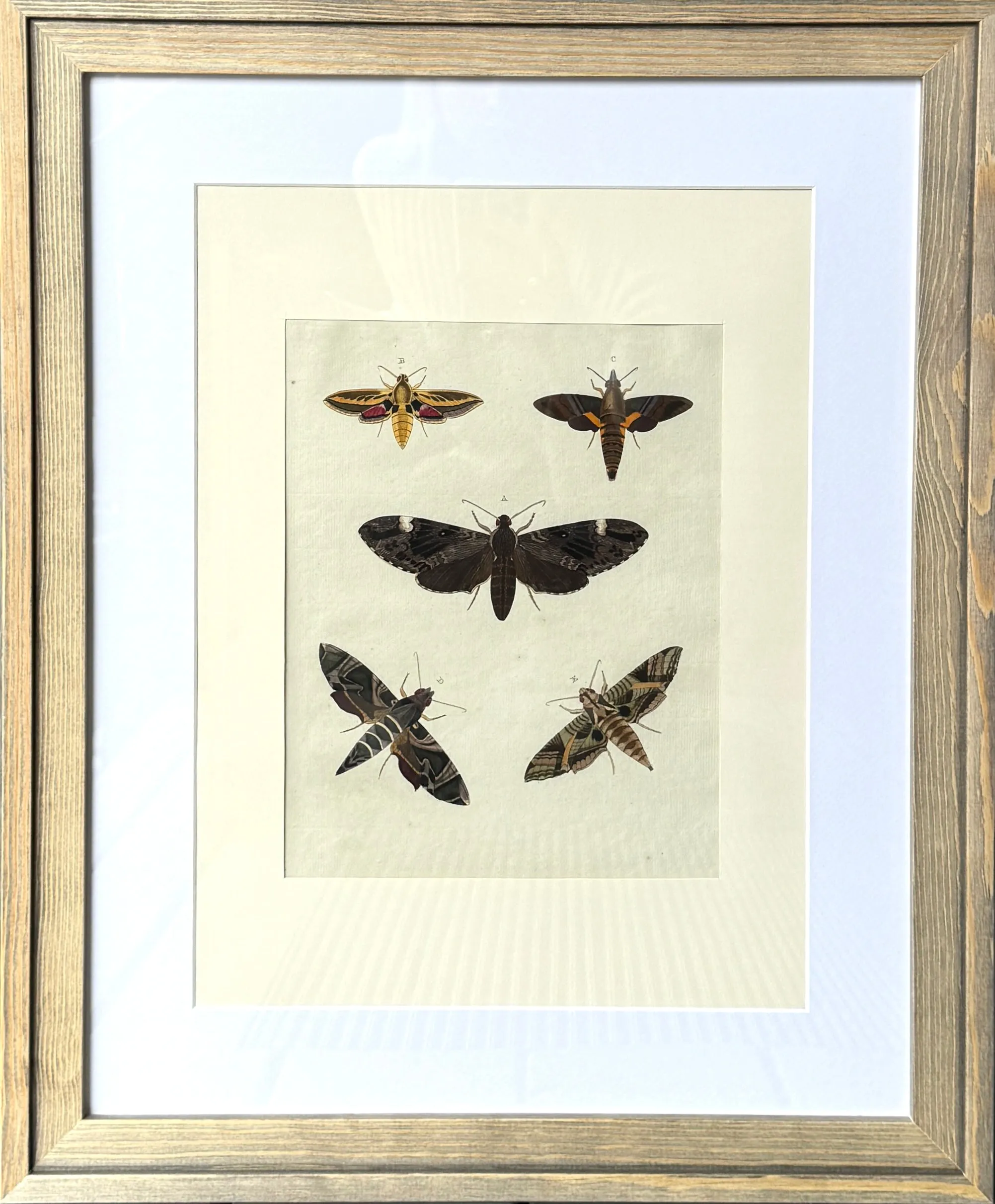 HABITS Moth & Butterfly Prints