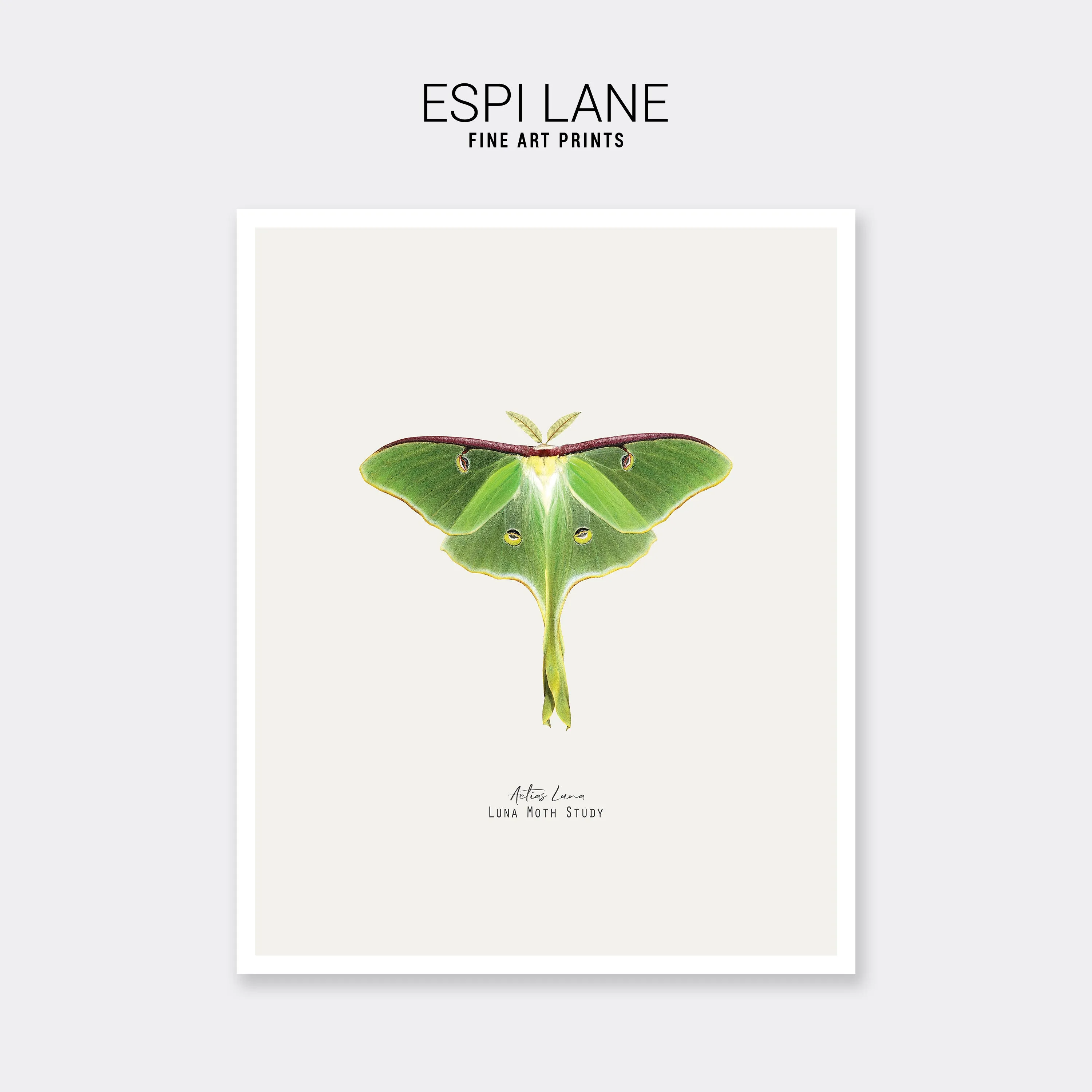 Luna Moth Vintage Illustration Fine Art Print