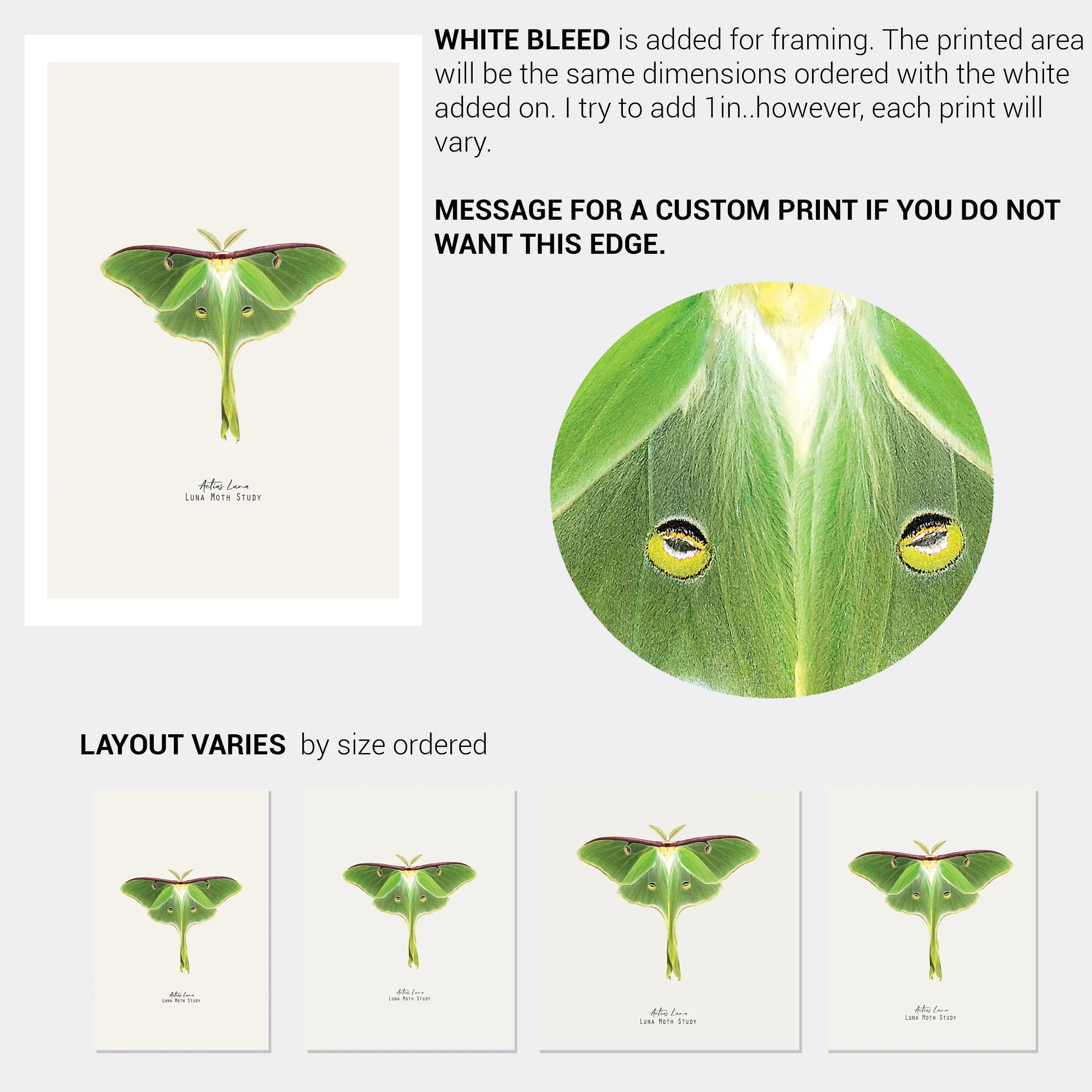 Luna Moth Vintage Illustration Fine Art Print